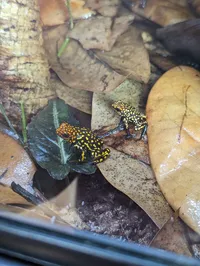 Poison Dart Frog